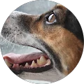 Toby G. Avatar